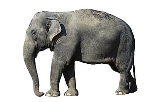 photography of Elephant